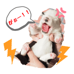 Chibizu2