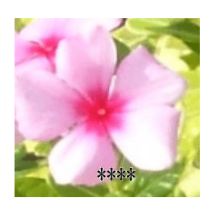 花の写真のカスタムスタンプ