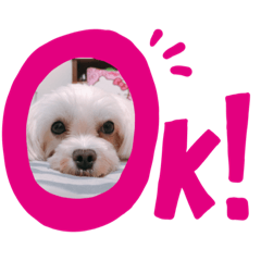 歐膩與賓果の日常