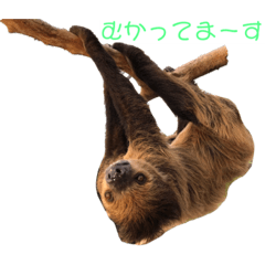 Sloth with a slow life