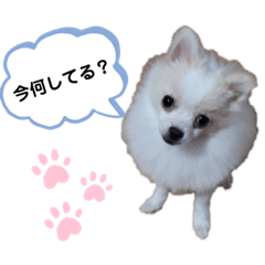 Tommy_20191026165820