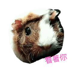 阿水可愛
