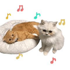 chisa_20191026193344