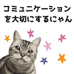 communicate by a cat