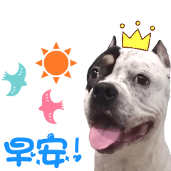 美國惡霸犬 二筒的表情包