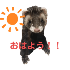 ferret  gabu&besu no.2