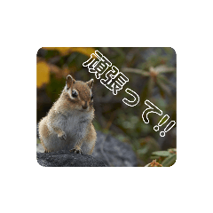 北の大地エゾシマリスとキタキツネ Line スタンプ Line Store 北の大地エゾシマリスとキタキツネ Line スタンプ Line Store