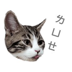貓貓日常表情