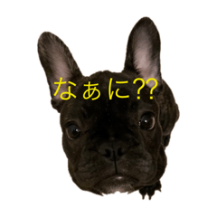 Hachi_20191027224645