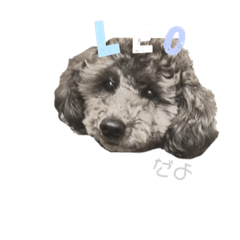Leo poodle stamp