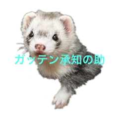 ferret gabu&besu