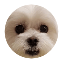 狗ㄍㄡˊ