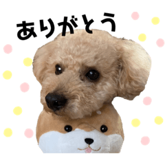 coco_20191028131836