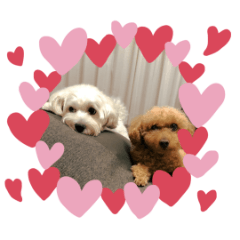 Toy poodle and Maltipoo(Luna and Anzu)