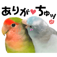 小桜インコラッキー&マメルリハそらパート5