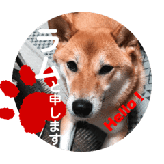 柴犬ラムちゃん Line スタンプ Line Store 柴犬ラムちゃん Line スタンプ Line Store