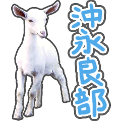 The goat in Oki-no-erabu Island 3rd.