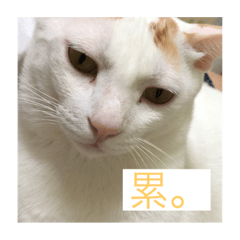 狐哥的貓生