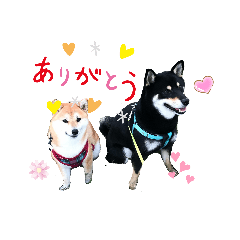 shibainu YAMATO and SUDACHI