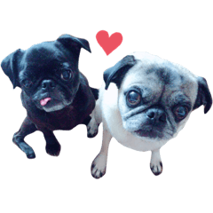 pug_azuki&kotaro