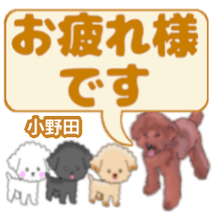 Onoda's. letters toy poodle