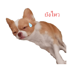 Dog_20191029212055
