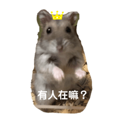 鼠寶大頭-生活篇