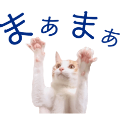 sticker of ichiro the cat 2