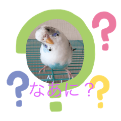 Midori_20191030071503