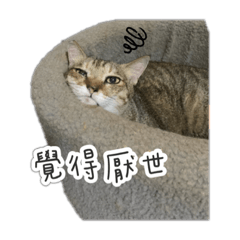 米家的喵星人自言自語