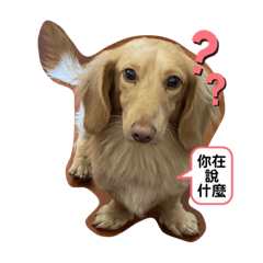 吉莉毛孩 哈吉多莉