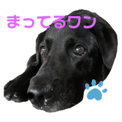 Labrador Retriever(Daily conversation)