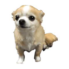 rinrin_20191030203051