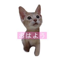 RIN20191030192253