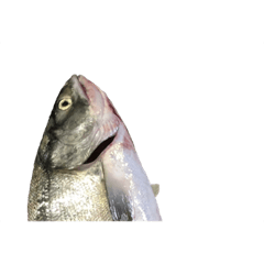 osakana fish