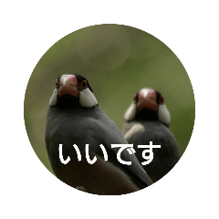 Greetings in Japanese from birds