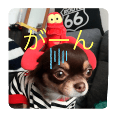 dog  Chihuahua