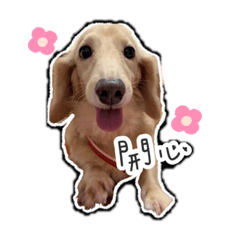 米家的小臘腸們