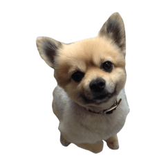 magurusu01