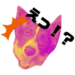 border collie and shiba