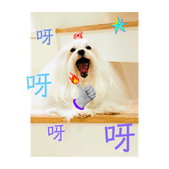 嘻嘻哈哈可愛的狗寶貝