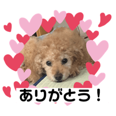 Toy Poodle mugi
