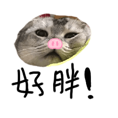 肉胖咪虎