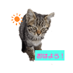 CATS_20191101030046