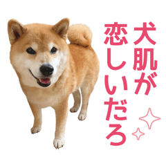 Shiba Inu Maru Communication Sticker