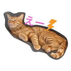 niconorachibi