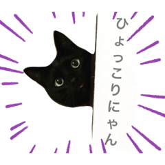 まんまるしっぽの黒猫 Lineクリエイターズスタンプ Stamplist