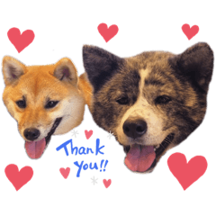 秋田犬うたと柴犬あくび Lineクリエイターズスタンプ Stamplist 秋田犬うたと柴犬あくび Lineクリエイターズスタンプ Stamplist