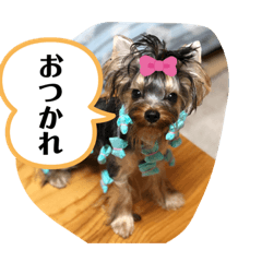 yorkshire terrier daifukukun