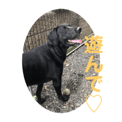 piyo_20191101